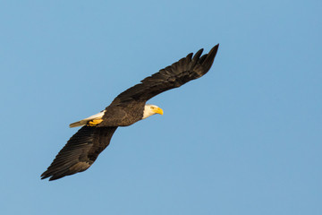 Flying Bald Eagle with wings Spread