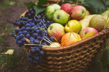 Set for autumn picnic: apples and grapes in a wicker basket, healthy food