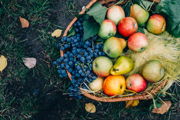 Naklejka na ściany i meble Top view of Set for autumn picnic: apples and grapes in a wicker basket, healthy food