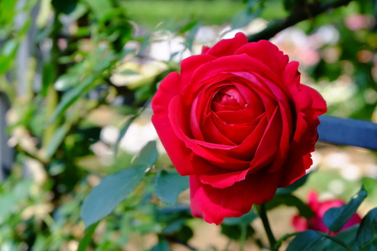 Rose: 'Rouge Pierre de Ronsard'