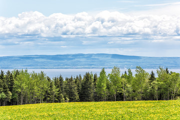 Fototapeta na wymiar Farm field of yellow dandelion flowers in Quebec, Canada Charlevoix region with green grass and view of Saint Lawrence river and dramatic cloud cloudy sky, cliffs, mountains