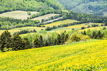 Fototapeta na wymiar Patch farm field hills of yellow dandelion flowers in green grass in Quebec, Canada Charlevoix region by mountains, hills, forest, rural road in countryside