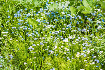 Closeup of tiny blue forget me not myosotis flowers, wildflower in summer garden, wild farm field, green grass weed
