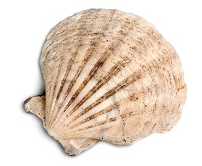 Shell.