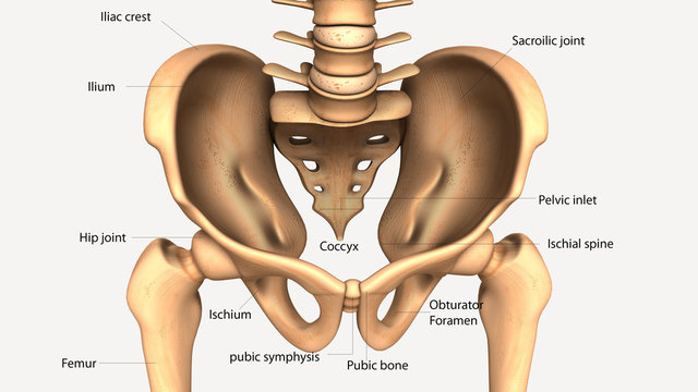 3d illustration of human body hip anatomy 