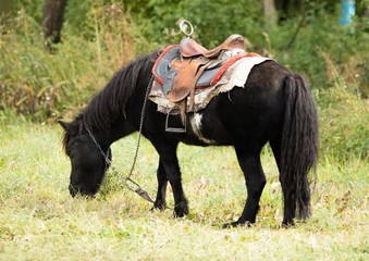 horse pony with saddle