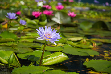 lotus flower in pond at marina bay front, Singapore