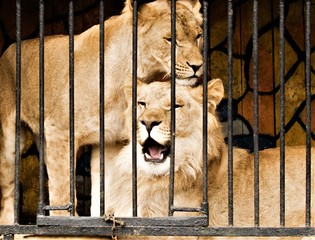 lion in a cage