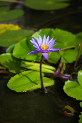 lotus flower in pond at marina bay front, Singapore