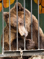 brown bear in a cage