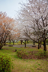 Hanami. Cherry Blossom season. Tokyo. Japan.