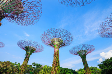 Fototapeta na wymiar Gardens by the bay at Singapore