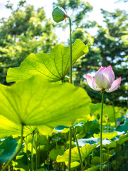 Lotus flower in garden