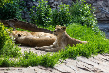 Naklejka na ściany i meble pride rests before the hunt, young male Asian lion and female
