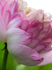 Obraz na płótnie Canvas Pink lotus flower close up