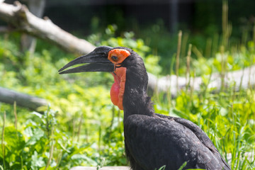 Southern ground hornbill at Natural Reserve Etosha