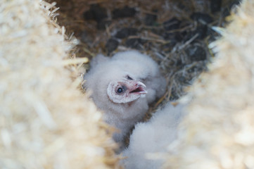 Baby Owl in Hay Bales
