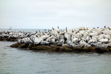 Fototapeta na wymiar California Brown Pelicans at Breakewater
