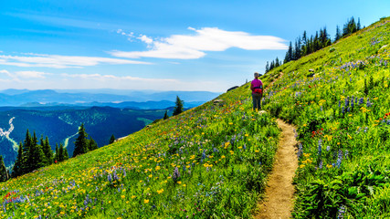 Senior woman hiking among the Wildflowers in the high alpine of the Shuswap Highlands in central...
