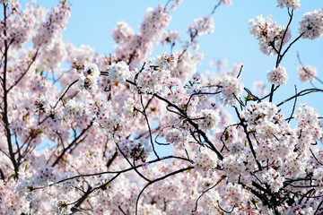 Cherry blossoms and blue sky in Fukuoka city, JAPAN.