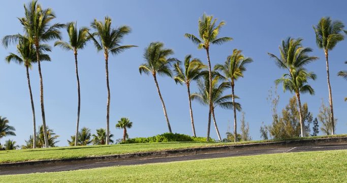 City park path with palm trees in nice beautiful neighborhood. Background shot in 59.94 FPS.