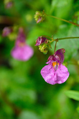 ユニークな形のツリフネソウ