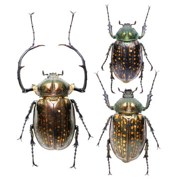 Cheirotonus Images – Browse 30 Stock Photos, Vectors, and