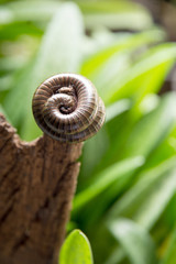Millipede
