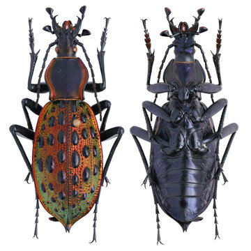 Carabus (Coptolabrus) augustus