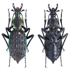 Carabus (Coptolabrus) ignimitella 