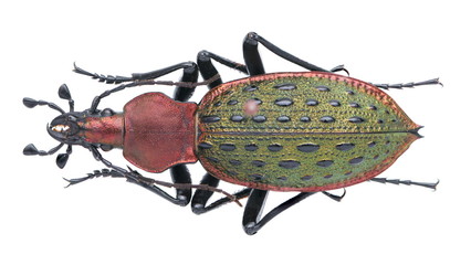 Carabus (Coptolabrus) principalis 