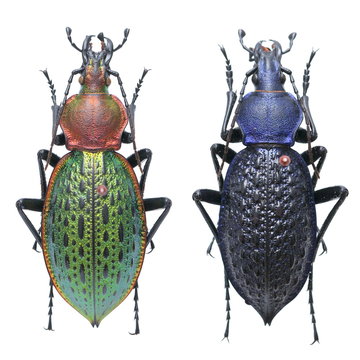 Carabus (Coptolabrus) lafossei