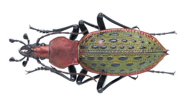 Carabus (Coptolabrus) principalis 