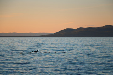 Geese on Lake 1