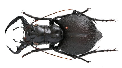 Manticora latipennis tiger beetle