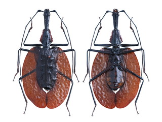 Mormolyce phyllodes violin beetle