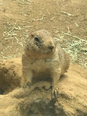 Praire Dog