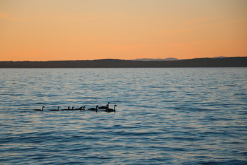 Obraz premium Canadian Geese Lake Superior 3