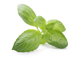 Basil