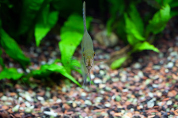 Angelfish in planted tropical aquarium, front view, shallow DOF