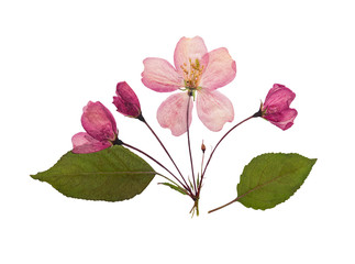 Pressed and dry flower of apple-tree. Isolated