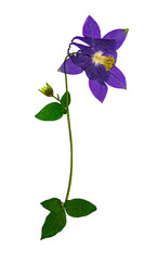 Pressed and dried flower aquilegia vulgaris, isolated