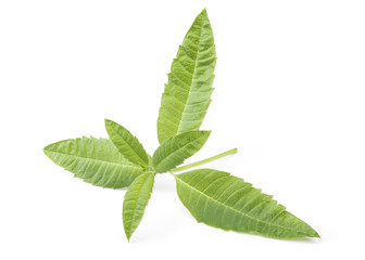 Fresh Verbena