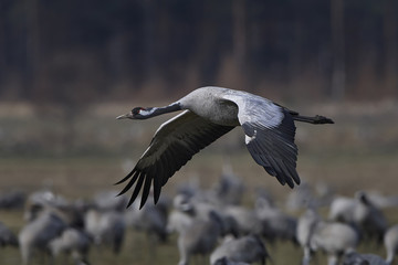 Common crane (Grus grus)