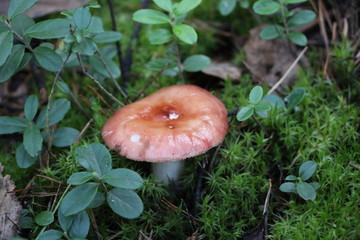 mushrooms grow on a meadow of bright green moss