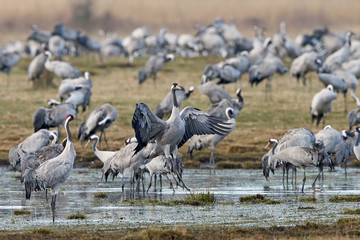 Common crane (Grus grus)