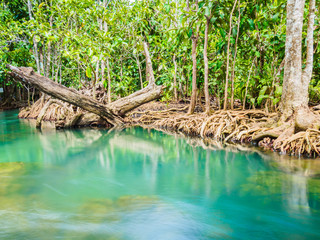 Scenic mangrove forest ecosystem with Mangrove roots and blue water at Krabi, Thailand.