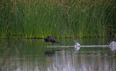 Little Cormorant in Flight