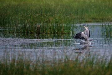 Grey Heron in water