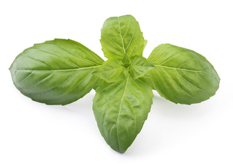 Basil